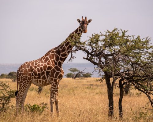 A giraffe grazing by a tree in the middle of the African jungle in Samburu, Kenya