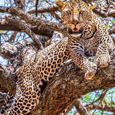 An African leopard sitting on a tree looking around in a jungle