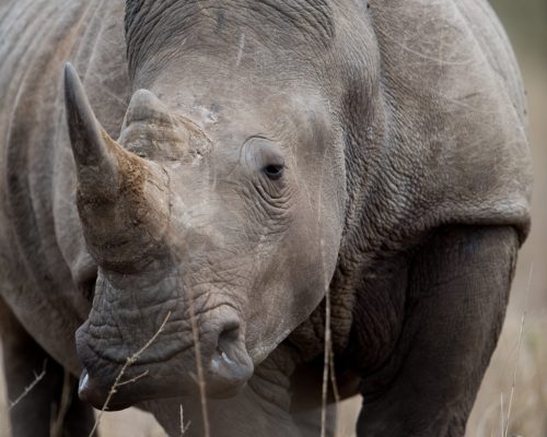 A closeup shot of an african rhinoceros with a blurred background