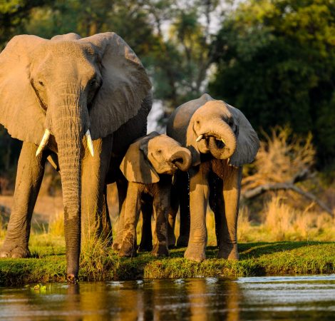 A closeup shot of elephants standing near the lake at sunset