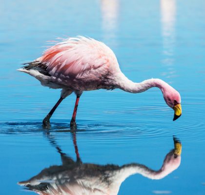 flamingo in Bolivia